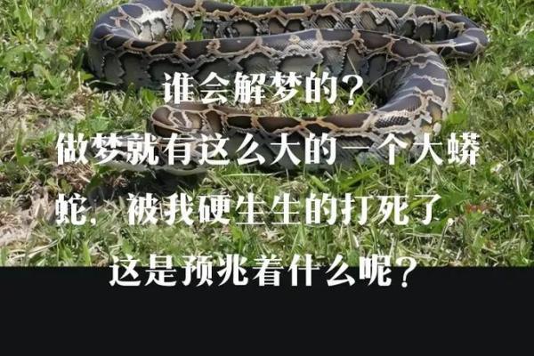 经常梦见蛇是什么预兆 女性解梦